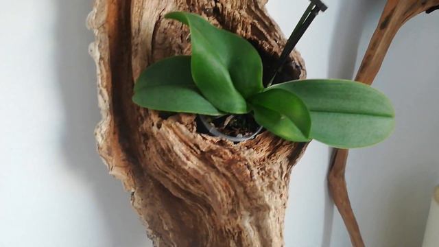 Mini Phalaenopsis on the wall, not mounted. смотреть онлайн