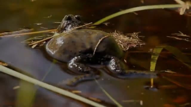 ЖЕРЛЯНКИ - Ядовитые бомбини смотреть онлайн