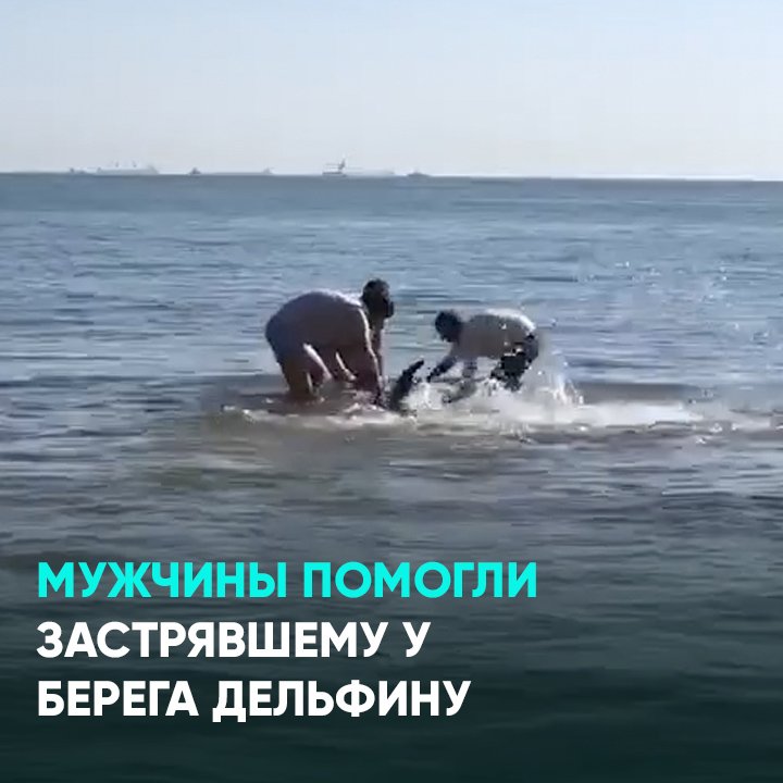 Брат помоги я застряла. Абхазия дельфины спасают. Дельфин застрял на пляже. Дельфин застрял в рыболовных сетях. Дельфин застрял в кольце.