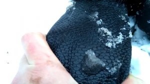 Ловля бобра зимой руками / Охота без капканов