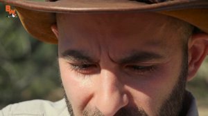 STUNG by a COW KILLER!