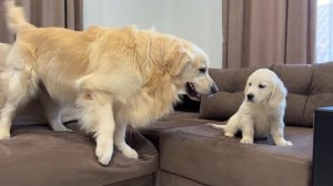 Golden Retriever Meets Golden Retriever Puppy for the First Time
