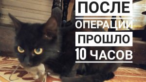 Состояние после стерилизаци, в этот же день она в поймала мышь