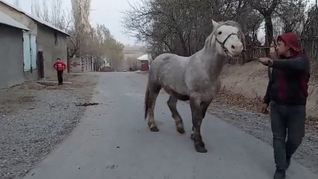 айғыр сатылды, продаётся айгыр ( в Караганде  87755027925)