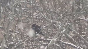 Зима, снег, красиво, птички... Густой снегопад в любимом городе... Полёт снежинок...