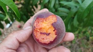 Шугарт Тайм,супер сладкий персик!