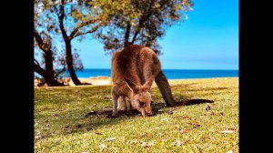 Walk Australia, Relax, chillout music, footage / Прогулка по Австралии, Релакс музыка, видео, футажи