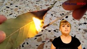 Так ВОТ зачем поджигают ЛАВРОВЫЙ ЛИСТ дома... Вы будете приятно удивлены!