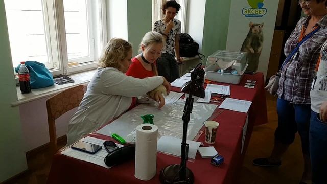 Выставка декоративных грызунов в Одессе. Odessa Rat Show — 2018 смотреть онлайн