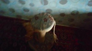 ЗАЧЕМ КОТАМ КОГТЕТОЧКА?