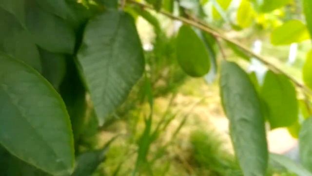 Черешня Казка смотреть онлайн