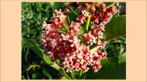 Ваточник – Асклепиас