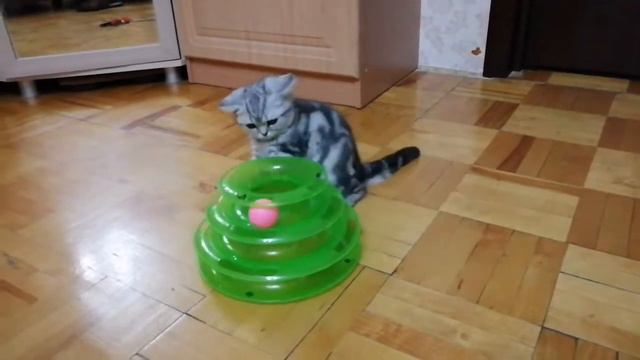 Британская плюшевая девочка