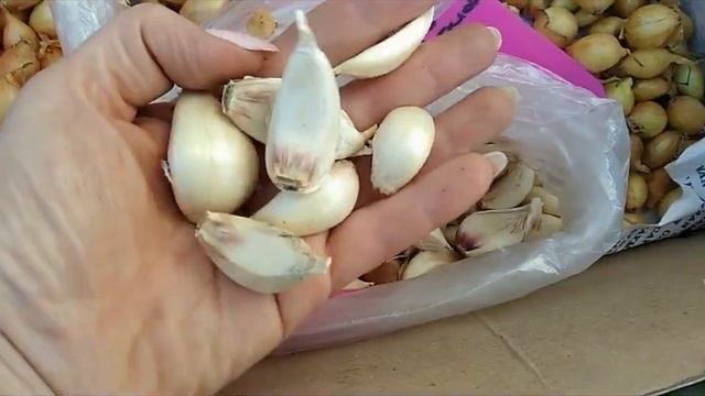 46 стр посадка лука овсюжка в гребни смотреть онлайн