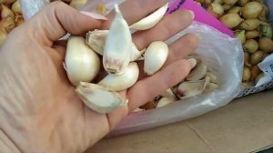 46 стр посадка лука овсюжка в гребни