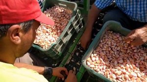 4-х рядная полуавтоматическая сажалка для чеснока и лука-севка