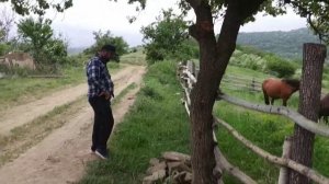 Покупаем лошадей в высокогорном Дагестане.