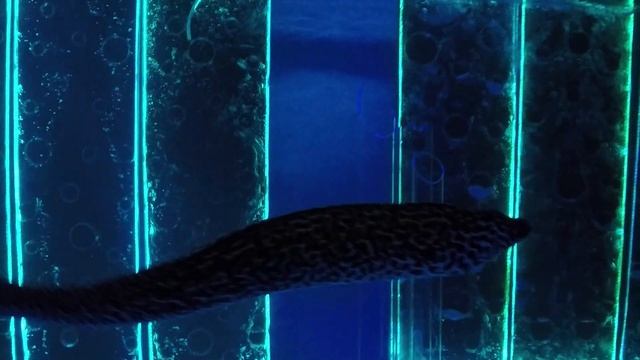 Океанариум в Паттайе 2019 смотреть онлайн