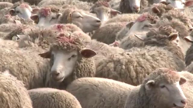 «Белгородская овцеводческая компания» — новое подразделение в структуре АПК «ПромАгро» смотреть онлайн