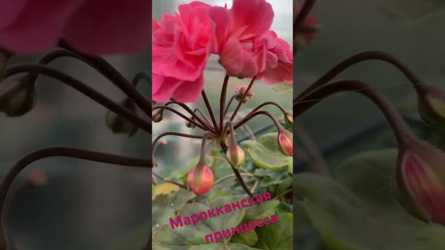 Марокканская принцесса 🌺пеларгония #пеларгонии #flower #сортовыепеларгонии