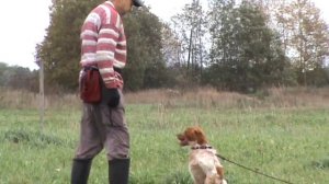 Бретонский эпаньоль Миго. Дрессировка. Апортирование поносок