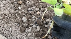 Корневые и прикорневые гнили огурца и арбуза.