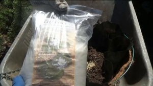 Когда и как высадить петунии в кашпо и горшки