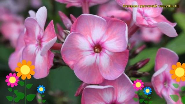 Флокс метельчатый Секрет. Краткий обзор, описание характеристик phlox paniculata Sekret смотреть онлайн