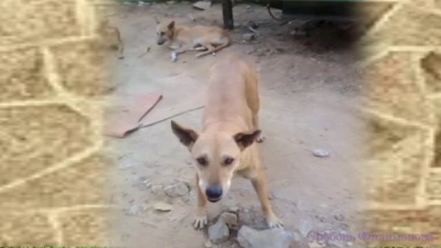 Собаки в Индии - вегетарианцы? смотреть онлайн