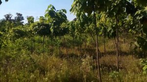 Катальпа бигнониевидная Нана | Plante.md