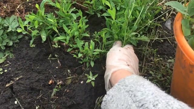 как использовать кальциевую селитру смотреть онлайн