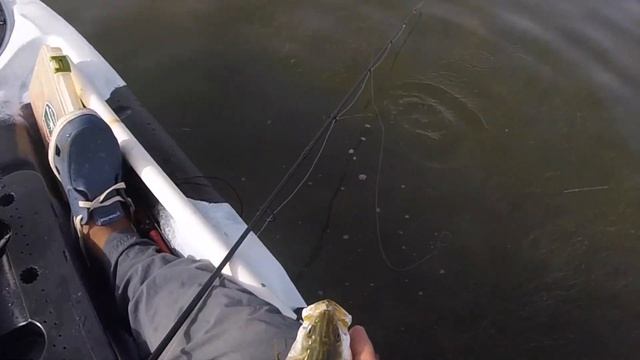 CAPTURANDO Y LIBERANDO CORVINAS PINTAS DESDE UN KAYAK KAYPARA MODELO FISHER смотреть онлайн