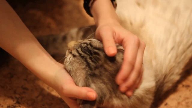 Феликс. Тайский кот. Трехлапый.avi смотреть онлайн