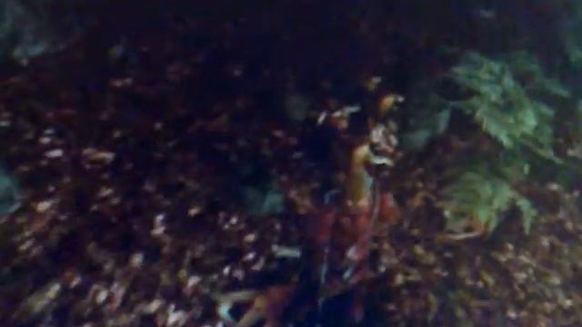 play gothic 2. taking wolves skins 10 смотреть онлайн