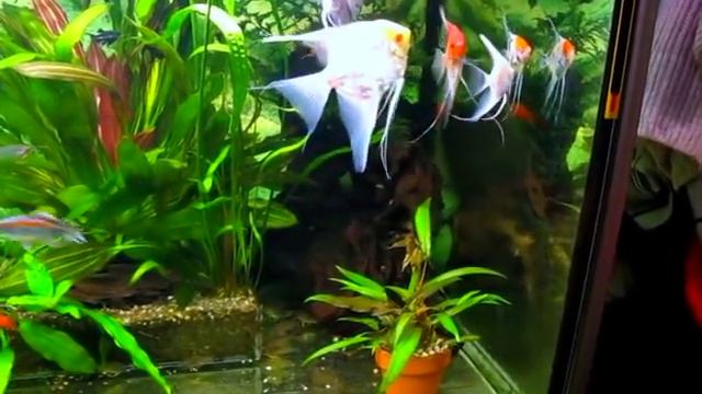 Aquarium. Скалярии в домашнем водоёме.