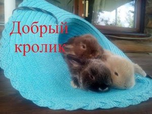 Содержание и уход за декоративным кроликом