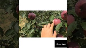 Яблоня Спартан . Описание