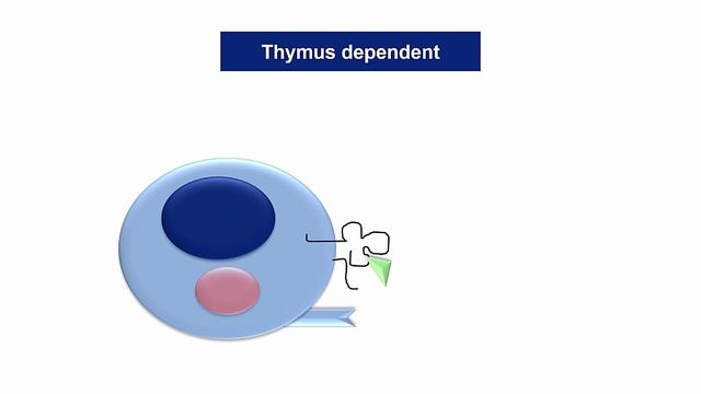 USMLE RX - 6.Иммунология - 1.Клеточные компоненты - 3.Тип антигена и клеточная память