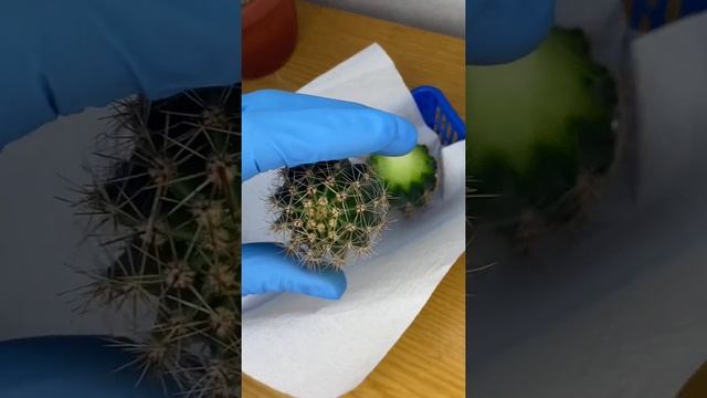 Переукореняем вытянутый кактус эхинопсис ?