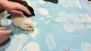 Наши морские свинки растут. Канал про морских свинок. Содержание и уход за морскими свинками.