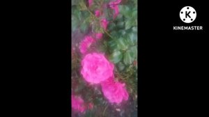 Роза незнакомка. #Shorts