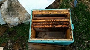 Зимой пропала матка! Что делать?