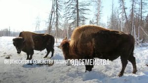 Питомник лесных бизонов Усть-Буотама Республика Саха (Якутия)