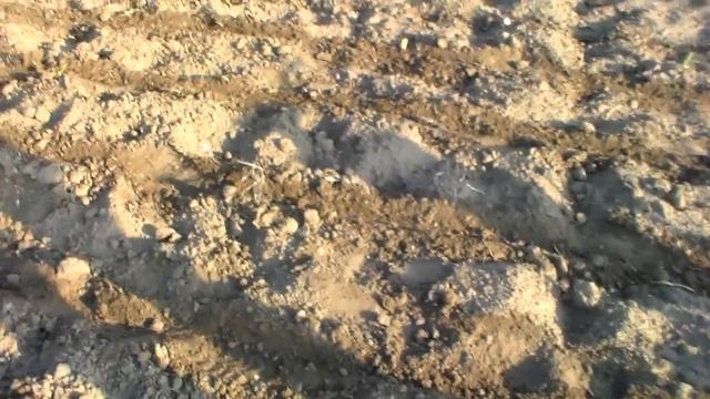 Посадка чеснока чесночной сажалкой. Мешок зубца за 2 часа в земле. смотреть онлайн