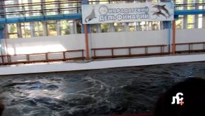 Шоу в Крымском дельфинарии. 5 приятных минут))) Дельфины, морские котики, морские львы.