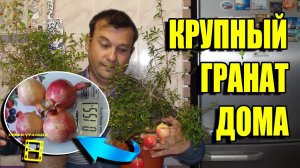 КАК ВЫРАСТИТЬ КРУПНЫЙ ГРАНАТ ДОМА? НОРМИРОВКА КОМНАТНОГО ГРАНАТА ПЛОДАМИ. ЭКЗОТИКА НА ПОДОКОННИКЕ