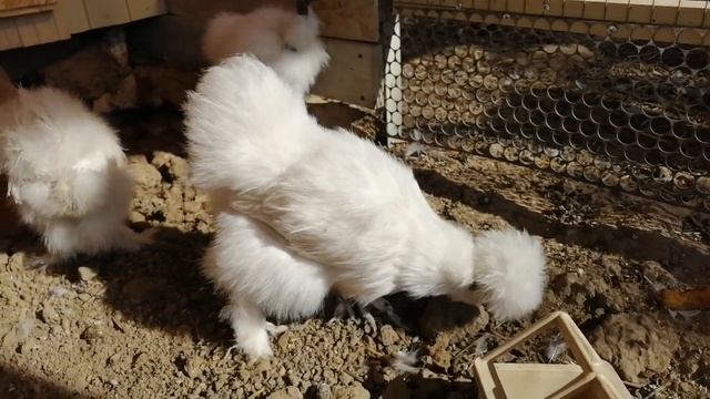 Шёлковые куры - пополнение в хозяйстве