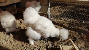 Шёлковые куры - пополнение в хозяйстве