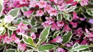 Цветущие декоративные кустарники для живой изгороди и для души