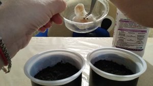 Цикломен из семян.